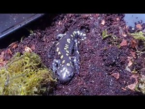 Meet My Spotted Salamander
