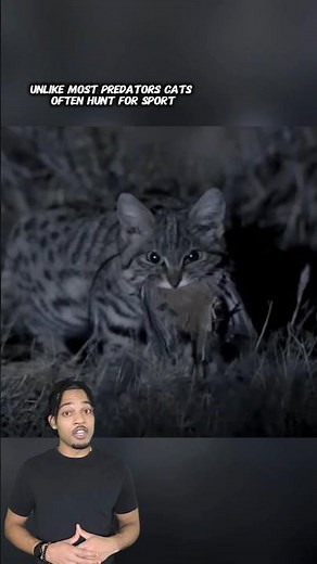 Why Cats Are The BEST Hunters