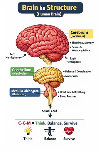 🧠 Brain ka Structure in 60 seconds!Cerebrum, Cerebellum & Medulla ko easily samjho 🔥