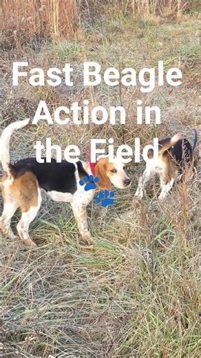 Fast Beagle Action in the Field 🐾 #howtotrackarabbit #puppy #hunting #beagledog