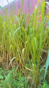 47K views · 224 reactions | My little advice to those that travel to Nigeria for summer holidays especially those with kids.. | EVA candy fans page | Facebook