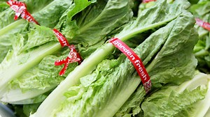 FDA Says Cows May Have Caused E. Coli Lettuce Contamination