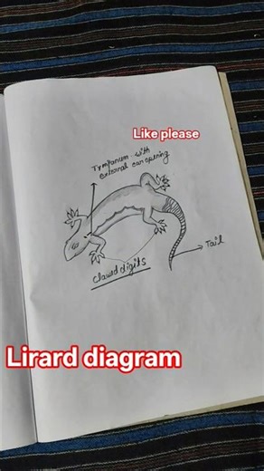 #how to draw lizard 🦎 diagram #explorer viral #YouTube'sshort
