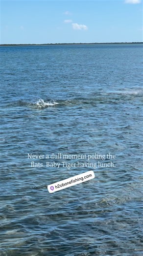 h2o Bonefishing on Instagram: "#h2obonefishing #bonesbahamas"