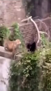 2.4M views · 10K reactions | Cat vs Fox, who wins ! 力 | Survival Animal | Facebook