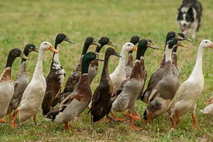Indian Runner Duck Breed Guide - Start Here