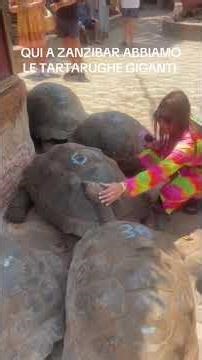 Prison island e le sue tartarughe giganti #claudiotouroperatorzanzibar #africa #zanzibar #tartarughe
