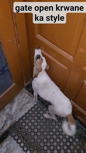 style me rhene ka #dog #pets #cuteanimal #mainabpnewsdekhtahoon #cutepet #viral #puppy