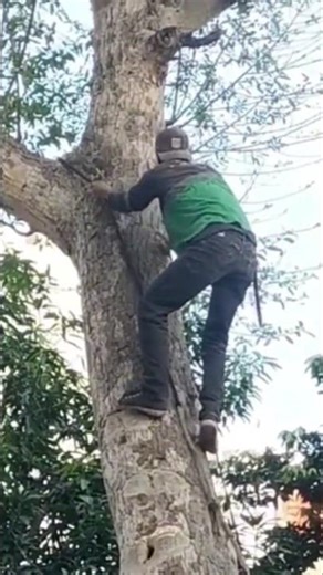 Techniques for climbing large trees #shortvideo #woodworking