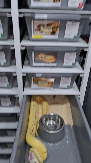 🤡❤️🤘🤡❤️🤘 #royalpythons #ballpythonlove #beardeddragon #reptilebreeder #snek #morph #leopardgecko #petsnake #herpetology #animal #morphs #cornsnake #snakelove #reptilelove #livingart #ballpythonofinstagram #snakelovers #reptilesofinsta #serpent #ballpythonsnake #nature #ballpythonlover #babyballpython #snakesofinsta #crestedgecko #ballpythonmorphsofinstagram | Xclusive ball pythons