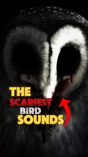 Top 5 Terrifying Bird Sounds in the world.