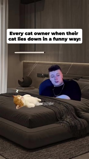 Normal cat behavior. Totally normal😂🤣 #meme #funny #relatable #cat #memes