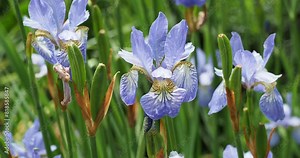 (Iris sibirica) Siberian Iris 'Perry's Blue' or Siberian flag. Sky blue flowers made up of upright fine petals and lower veined petals marked to mid of white and gold flashes on stems Stock Video