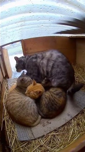 He Came Back Soaked… Then Went Straight Into the Middle 🐱❤️