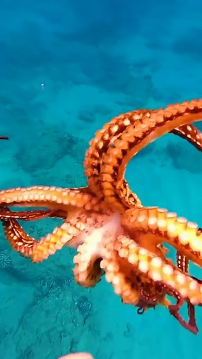 559K views · 2.9K reactions | I PROMISE Octavio loves this don't worry  #hawaii #octopus #underwater #ocean #swim #swimming #dive #diving #diver #water #explore #adventure #fyp #foryou #hawaiian #hawaiilife #hawaiianstyle #mahalo #oceanlife #tropics #oceanside #oceanviews #lost #aqua #aquascape #underwaterworld #underwaterlife #underwaterphotography | CEO Of The Ocean | Facebook