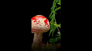Magic Mushrooms May Hold The Secret To A Longer Life.