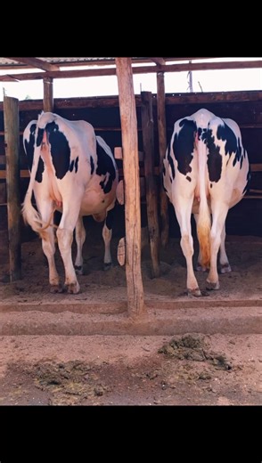 ## Raising Future Champions: Spotlight on Dairy Heifers! 🐄✨ Did you know that the health and well-being of our dairy heifers (young female cows) is crucial to a successful and sustainable dairy farm? They're the future of our herds! 💪 We're passionate about providing our heifers with the best possible care, from their first days on the farm to their transition into the milking herd. This includes: * **Optimal Nutrition:** Ensuring they get a balanced diet for healthy growth and development. 🥗