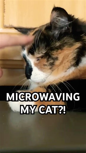 MICROWAVING MY CAT?!