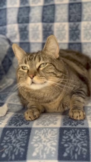 Penny misses you! We have been sick over here (just the hoomans) #pennythecat #talkingcat | Everly Hall