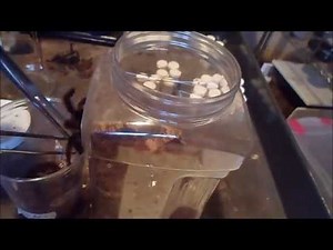 Avicularia Avicularia tarantula Breeding