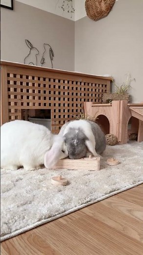 Rabbit Wooden Puzzle Toy | Rabbit Enrichment #bunny #rabbitcare