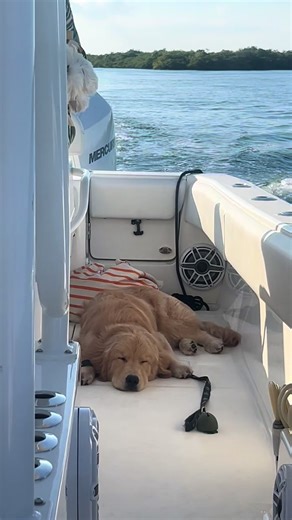 Post boat day naps > | boat