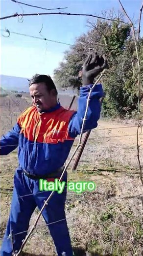 To prune grapevines #farming #automobile #lakeluzern #fun #agriculture #fruitfarming #travel