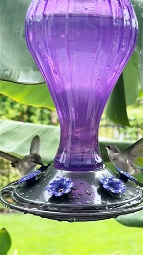 Wow! Hummingbird Feeder with Ant Moat. | Nature Camp & Garden Lovers