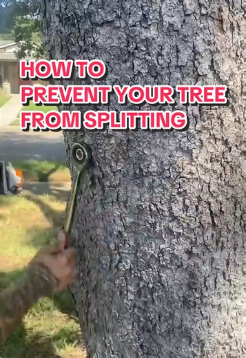 How to prevent your tree from splitting #treework #naturetok #treecare #treeservice #arborist #growtiktokaccount @Jerrys_Tree_Service @ConspirastTheorist