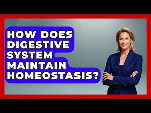 How Does Digestive System Maintain Homeostasis? - Biology For Everyone