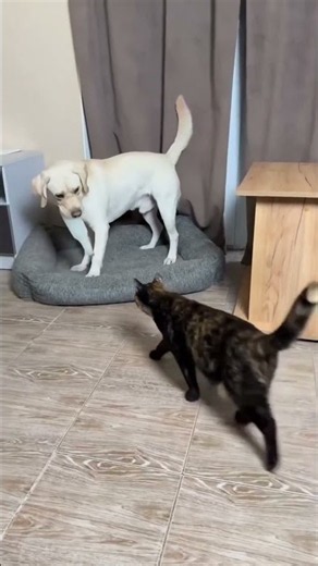 Why you need a cat and a dog in your life 🐶🐱 #cute #animals #wholesome
