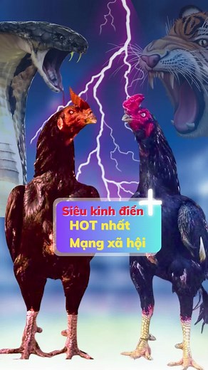 Siêu kinh điển Gà Chọi 🔥 Trận đấu trong mơ nổi nhất Tiktok hiện nay!! #gà_chọi_việt_nam #learnontiktok #bịproykeane