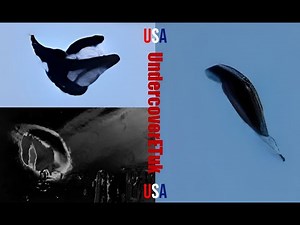 Latest UAP News & Evidence Feb 11 2025 - UFO Captures From West Virginia And California USA!