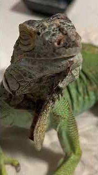 This Iguana Has A Very Dedicated Cat Fan Club | The Dodo