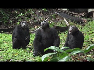 Faces of Africa - The Chimp Man of Mahale