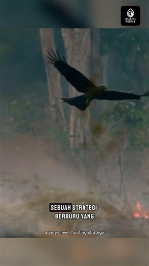 Firehawk: Bird that Turns Fire into a Weapon #wildlife