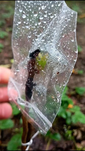 Apricot Grafting Success 🍑 | 100% Result in Few Days 😲 #grafting #gardening #shorts