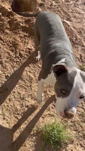 Rosie digging the ground