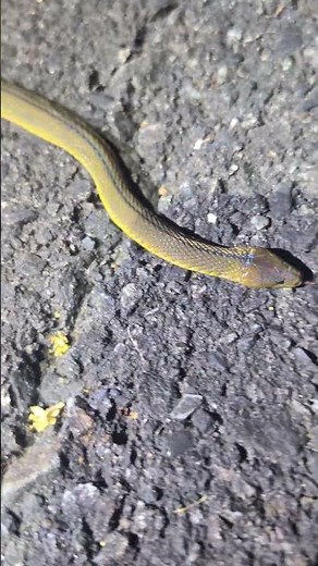 虹色に光るタカチホヘビ #タカチホヘビ#ヘビ#爬虫類