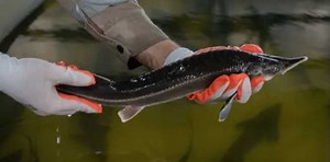 AZERBAIJAN FISH FARM LLC, WORLD’S FIRST BAP-CERTIFIED STURGEON FARM