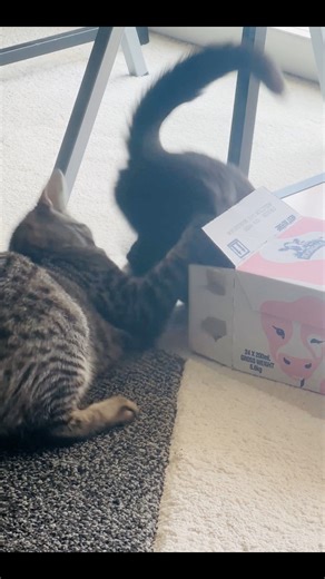 Funny cat video 😹🤣 super cute cat 🐈‍⬛ 🐈 | Cutie Luna