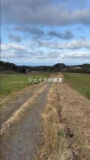 ジェイクの運動 #dog #猟犬 #イングリッシュ・ポインター