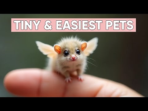 Tiny Pets That are Easy to Take Care of