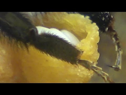 Queen Bumblebee Laying Eggs (2/3) - Buff-tailed Bumblebee (Bombus terrestris) | POLISH BUMBLEBEE