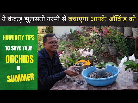 Orchid care in summer | How to Make Humidity Tray for Orchids | Why Orchid Needs Humidity