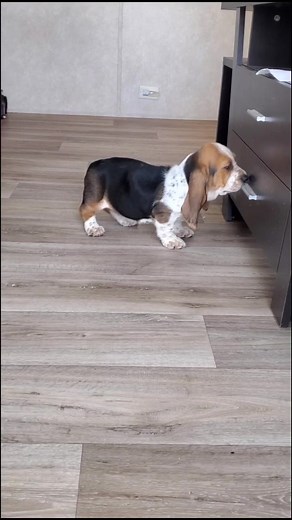 Bassethounds on TikTok