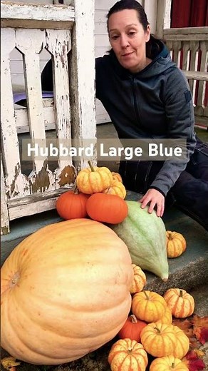 🎃 My 4 Favorite Pumpkin Varieties (2023)