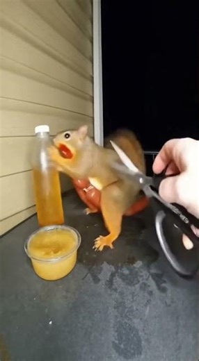 Squirrel Eats Giant Hot Dog Like a Human 🌭🐿️😲