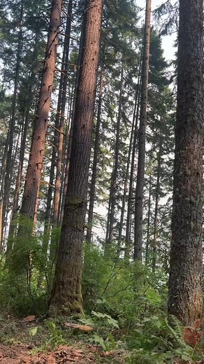 11K views · 81 reactions | Bushcraft Survival skills #bushcraft #camp #nature #forest #camping #wildlife #outdoor #survival #caveman #primitive #primitiveskills #knowledge #primitive_technology #wildernessskills #outdoors #outdoorlife #campinglife #lifehacks #reelsusa #fyp #foryou | Survival Life | Facebook