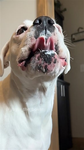 When Mom bakes a cake 🤤 #funnydogs #dogskit #skit #dogactor #australianshepherd #heeler #whiteboxer #boxer #boxerdog #dogvideos #cutedogs #comedy #comedyskit #funnydogvideos #dogmom #doglover #dogtrend #dogsstealcake | Layla the Boxer